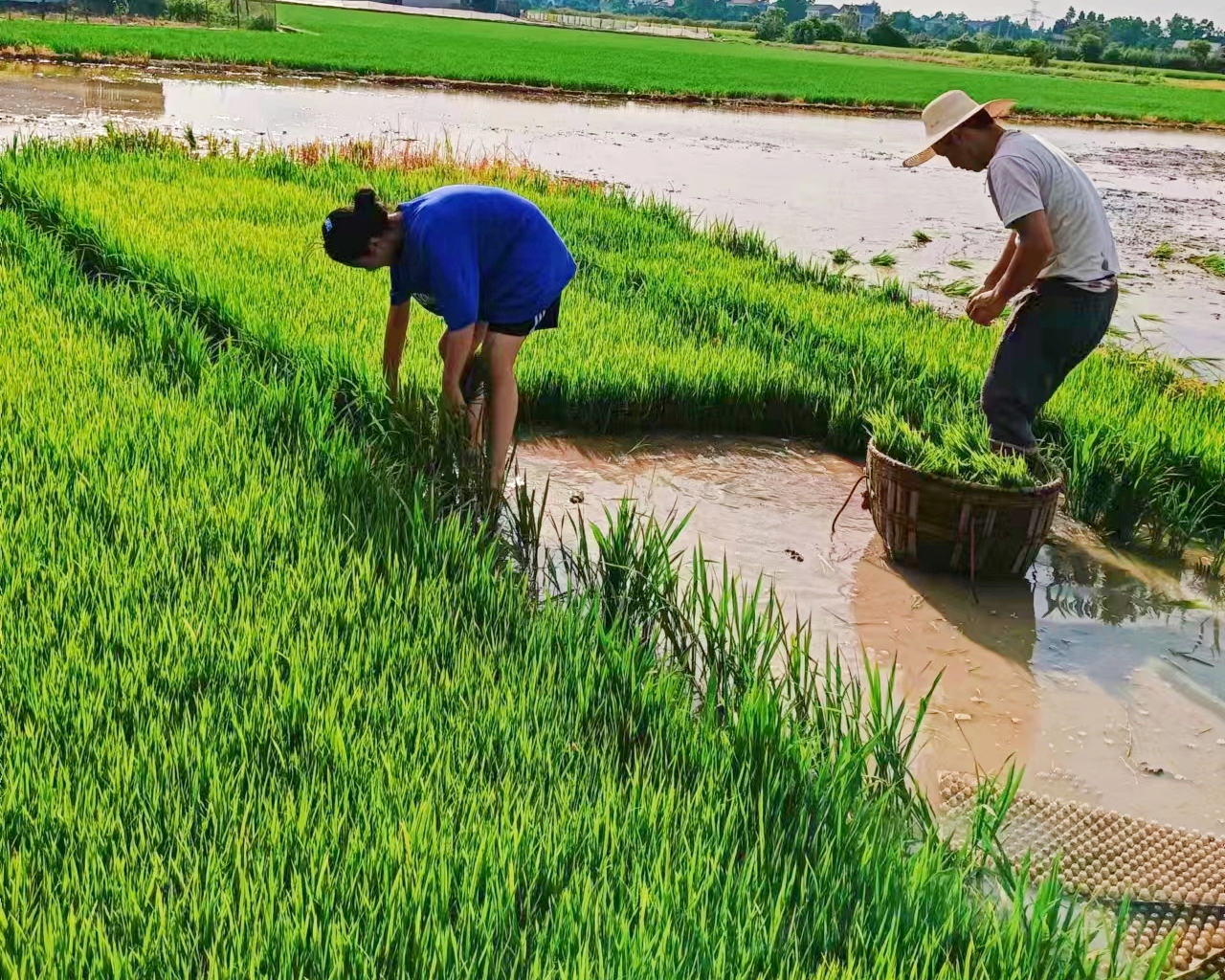 扯秧插田图.jpg 扯秧插田图.jpg